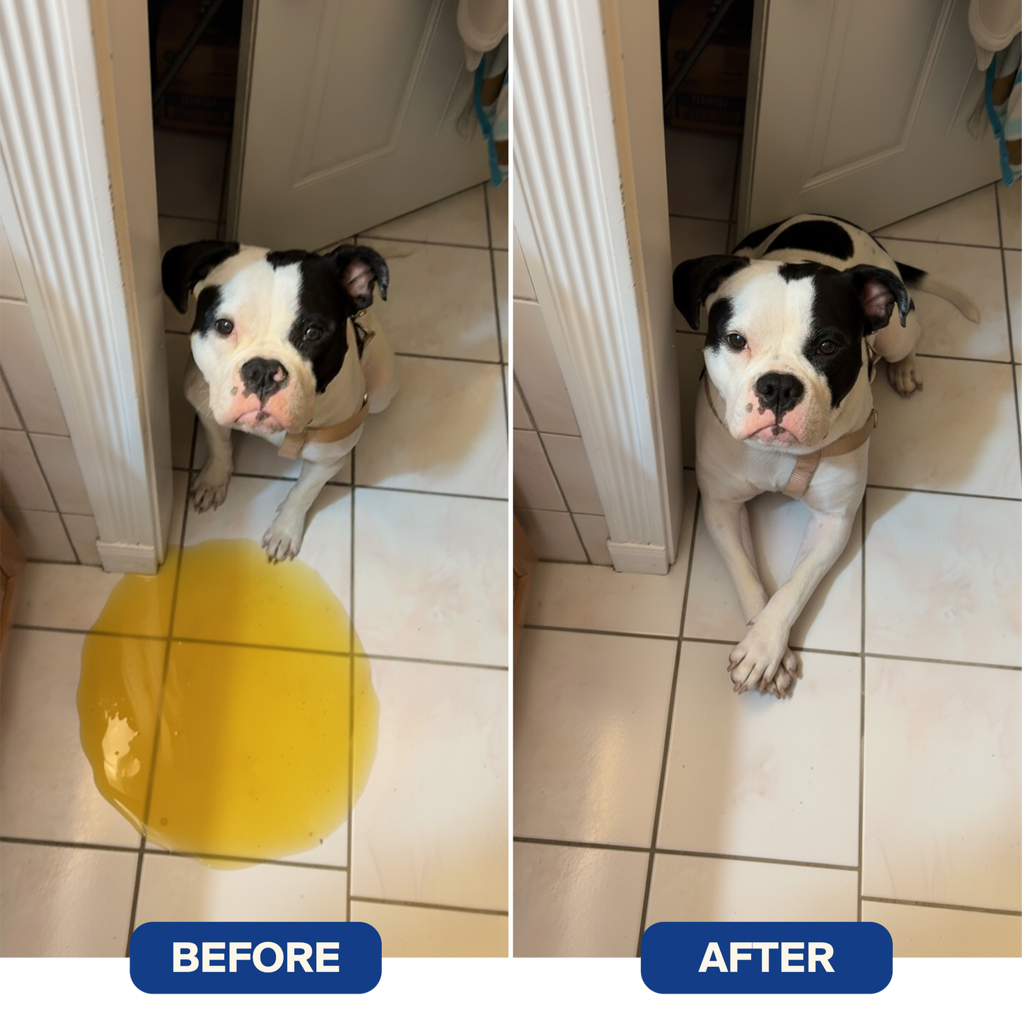 Hounduras® Dog Calming Diffuser